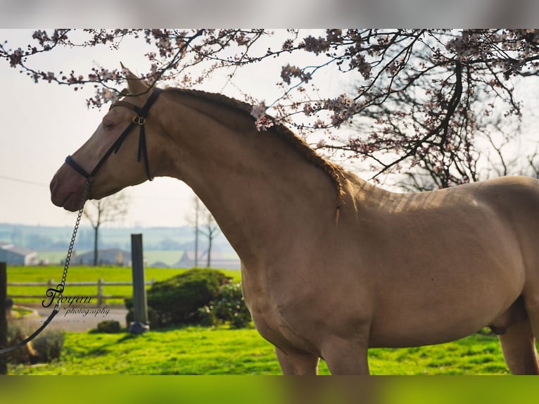 PRE Hingst 8 år 162 cm Perlino in LOKER