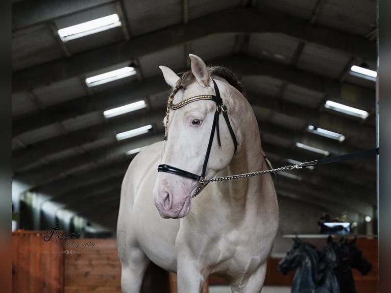 PRE Hingst 8 år 162 cm Perlino in LOKER