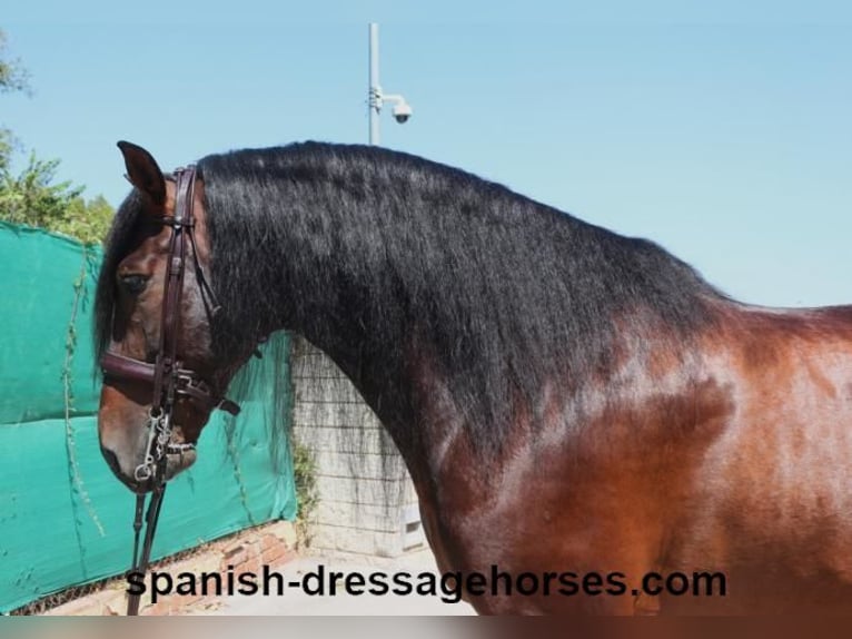 PRE Blandning Hingst 8 år 170 cm Brun in Barcelona