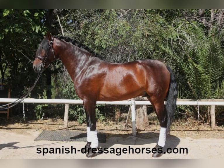 PRE Blandning Hingst 8 år 170 cm Brun in Barcelona