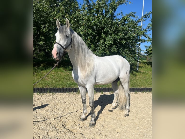 PRE Blandning Hingst 8 år 170 cm Grå in Beselich