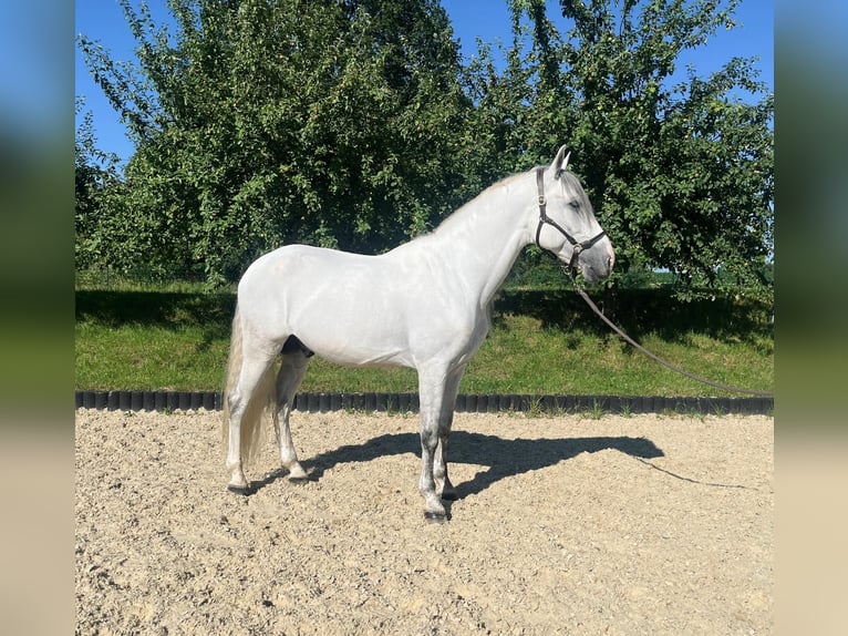 PRE Blandning Hingst 8 år 170 cm Grå in Beselich