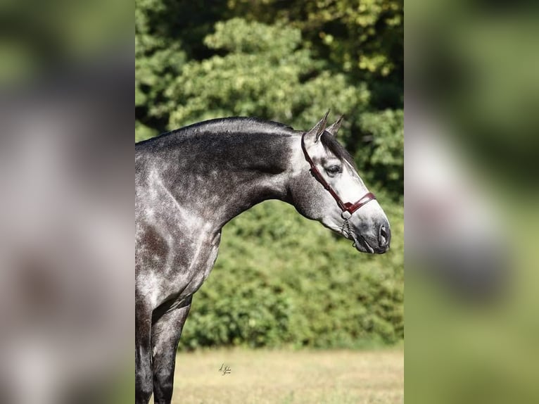 PRE Hingst 8 år 174 cm Grå in Caravaca De La Cruz