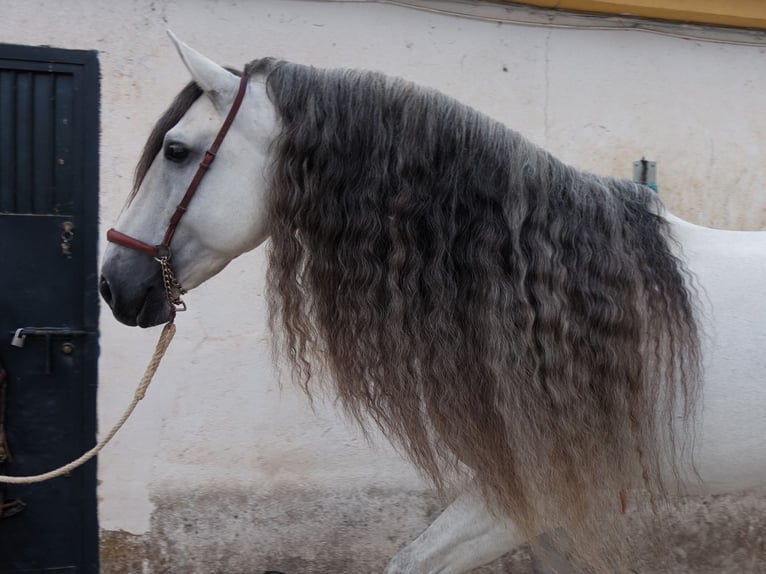 PRE Blandning Hingst 9 år 169 cm Grå in Coín, Malaga