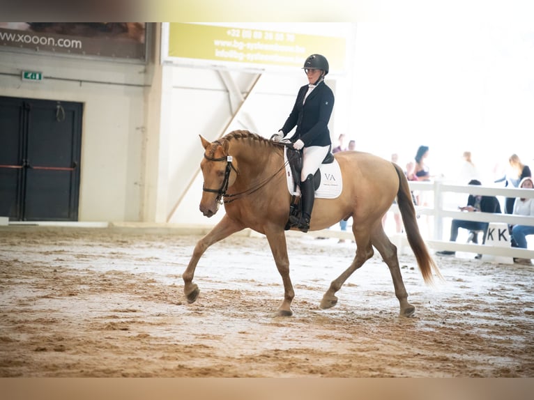 PRE Hingst 9 år 171 cm Pärla in Manhay