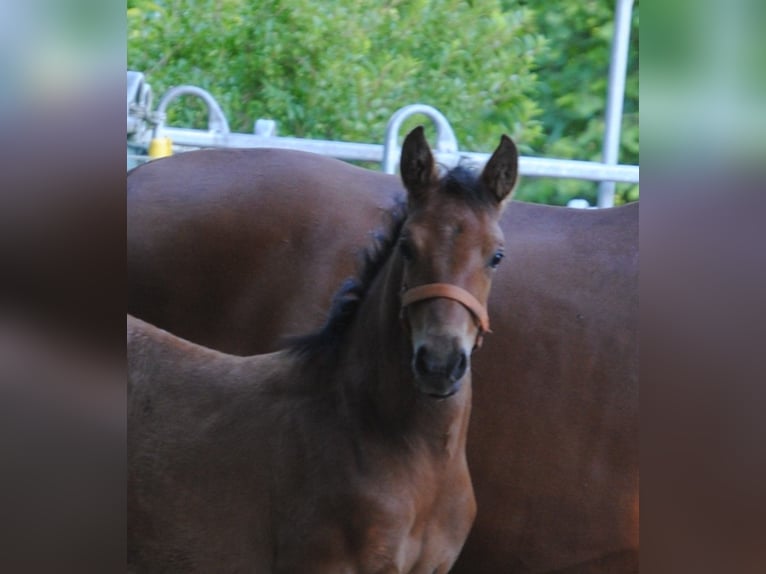 PRE Blandning Hingst Föl (04/2024) 158 cm Brun in Himmelpforten