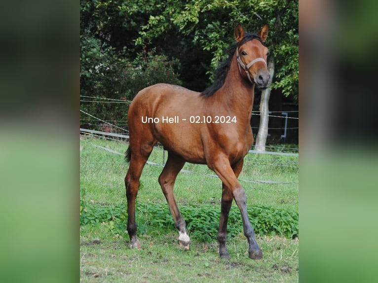 PRE Blandning Hingst Föl (04/2024) 158 cm Brun in Himmelpforten