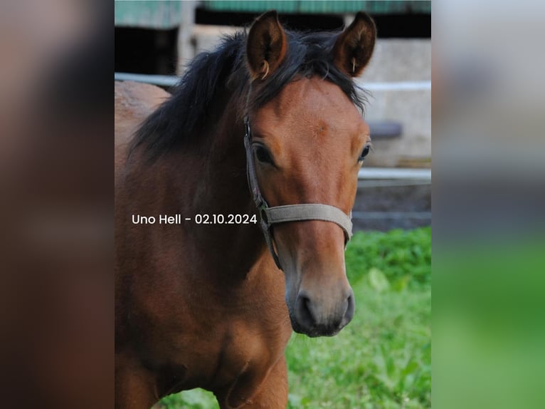 PRE Blandning Hingst Föl (04/2024) 158 cm Brun in Himmelpforten