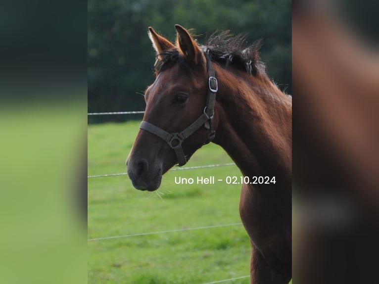 PRE Blandning Hingst Föl (04/2024) 158 cm Brun in Himmelpforten