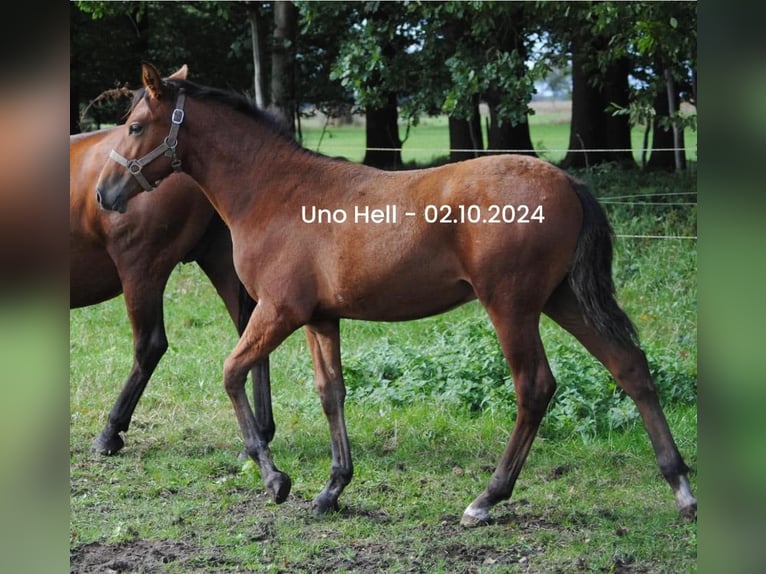 PRE Blandning Hingst Föl (04/2024) 158 cm Brun in Himmelpforten