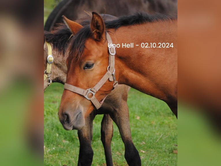 PRE Blandning Hingst Föl (04/2024) 158 cm Brun in Himmelpforten