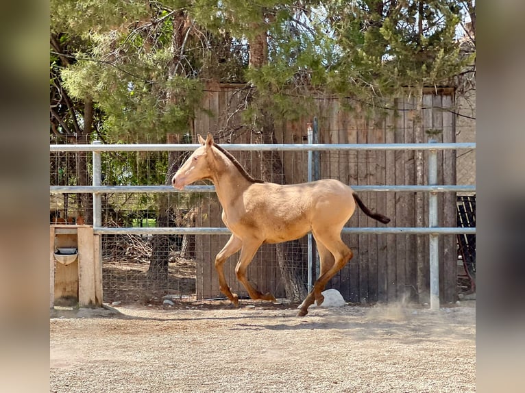 PRE Hingst Föl (01/2024) 160 cm Champagne in Archena