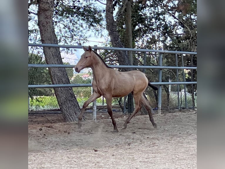 PRE Hingst Föl (01/2024) 160 cm Champagne in Archena