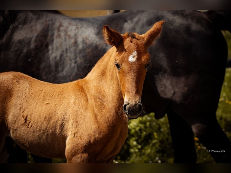 PRE Hingst Föl (04/2024) 160 cm Fux in Le coudray sur thelle