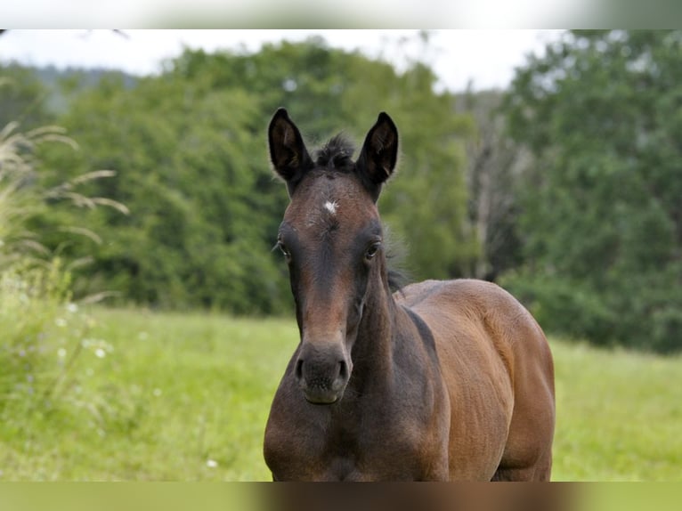 PRE Hingst Föl (05/2024) 164 cm Grå in Waldhölzbach