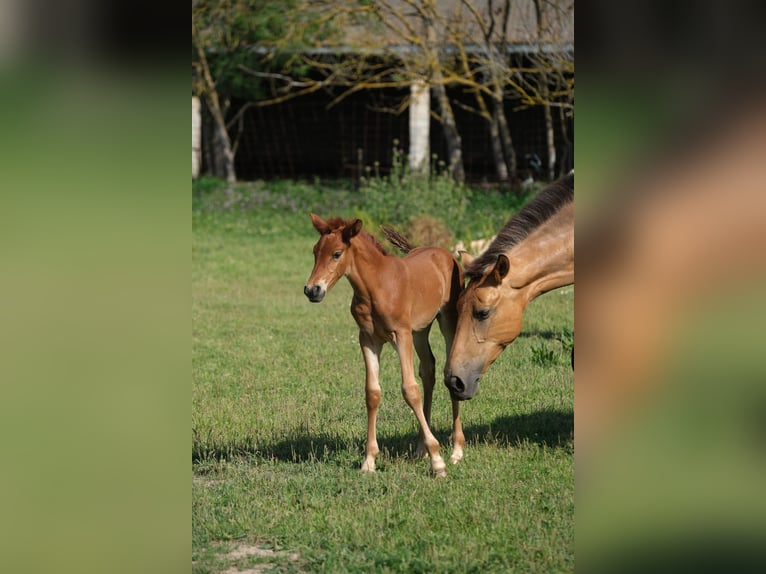 PRE Hingst Föl (01/2024) 165 cm in Hamburg