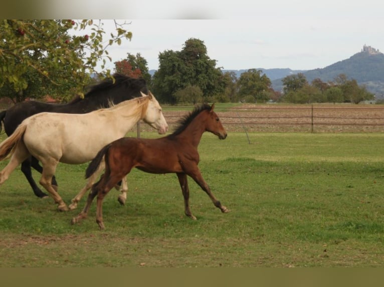 PRE Hingst Föl (05/2024) 165 cm Brun in Balingen