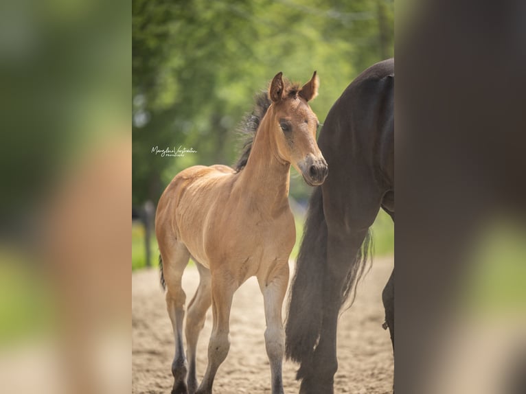 PRE Blandning Hingst Föl (04/2024) 165 cm in zwevezele