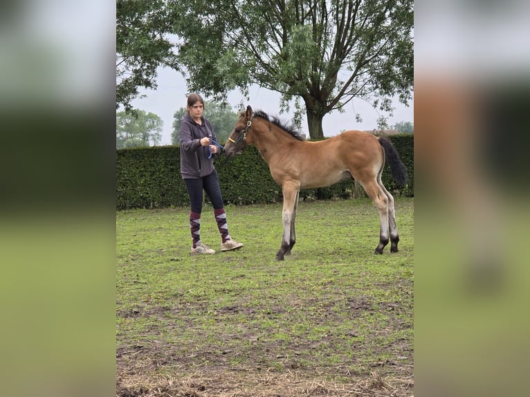 PRE Blandning Hingst Föl (04/2024) 165 cm in zwevezele