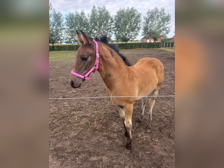 PRE Blandning Hingst Föl (04/2024) 165 cm in zwevezele