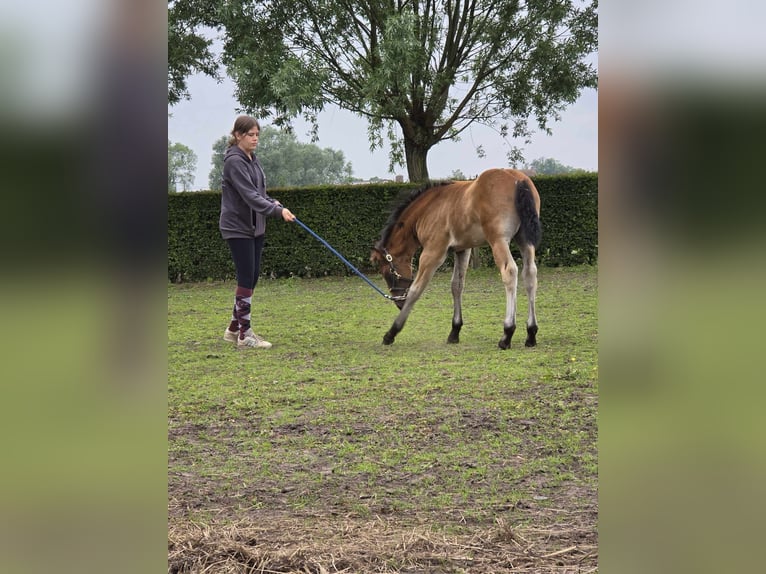 PRE Blandning Hingst Föl (04/2024) 165 cm in zwevezele