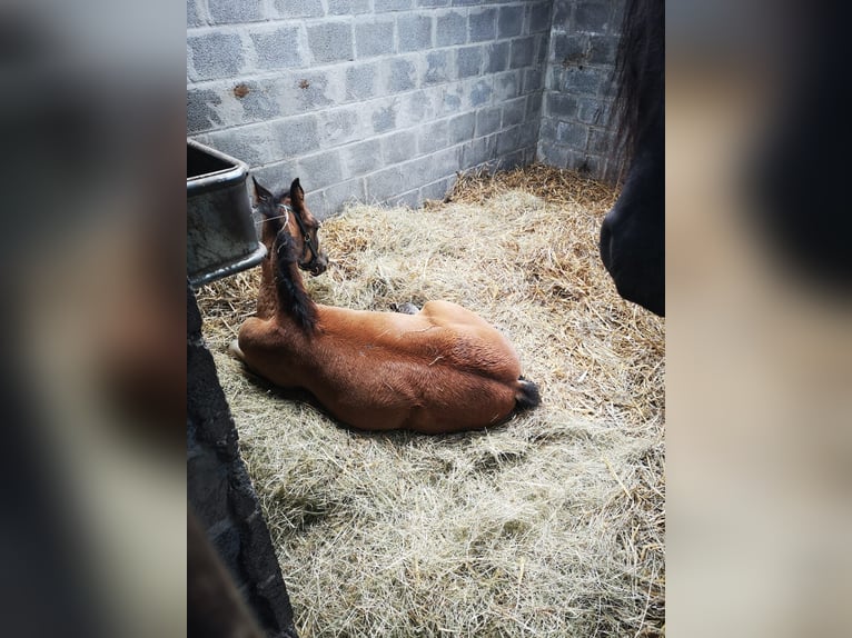 PRE Blandning Hingst Föl (04/2024) 165 cm in zwevezele