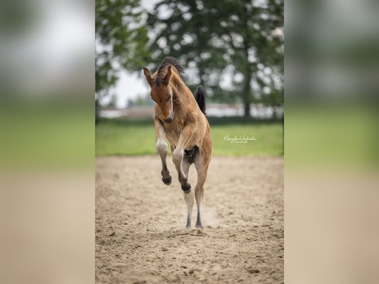 PRE Blandning Hingst Föl (04/2024) 165 cm in zwevezele