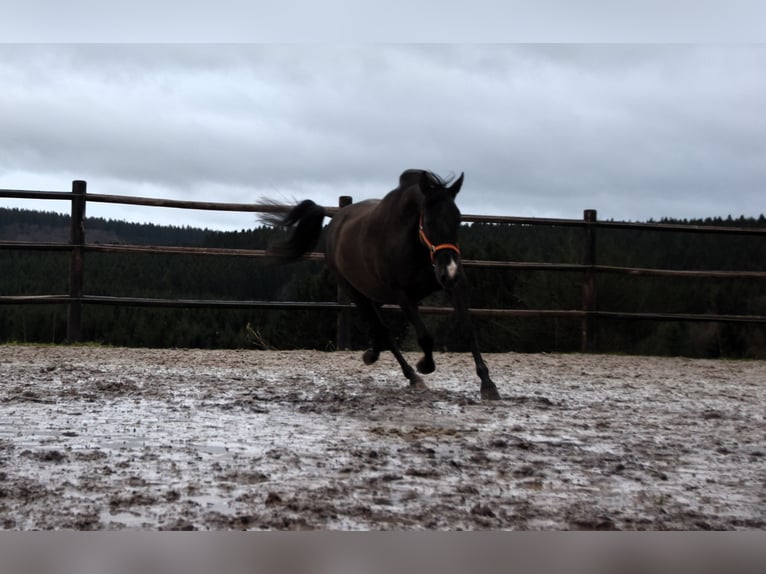 PRE Hingst Föl (02/2024) 165 cm Pärla in Dochamps