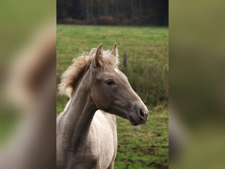 PRE Hingst Föl (06/2024) 165 cm Pärla in Dochamps