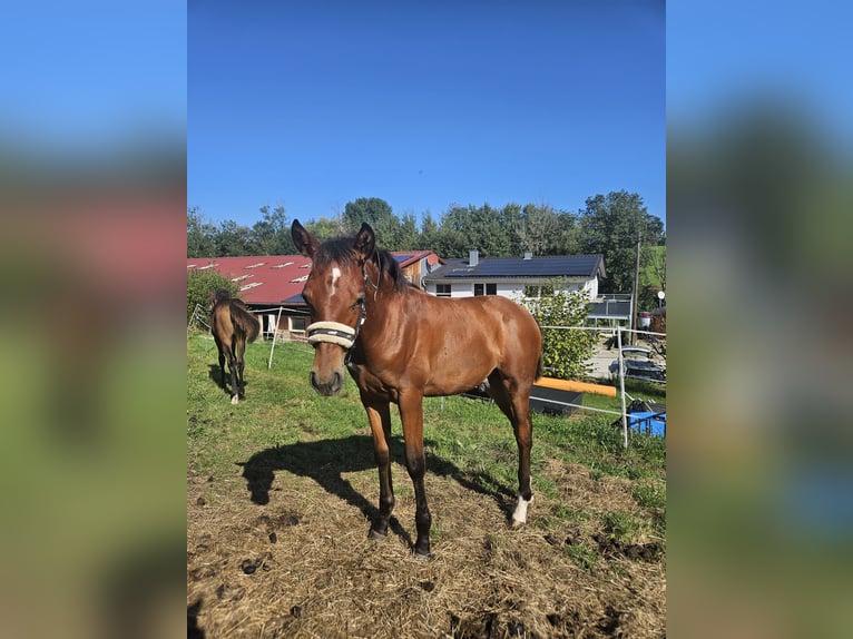 PRE Hingst Föl (05/2024) Brun in Neuffen