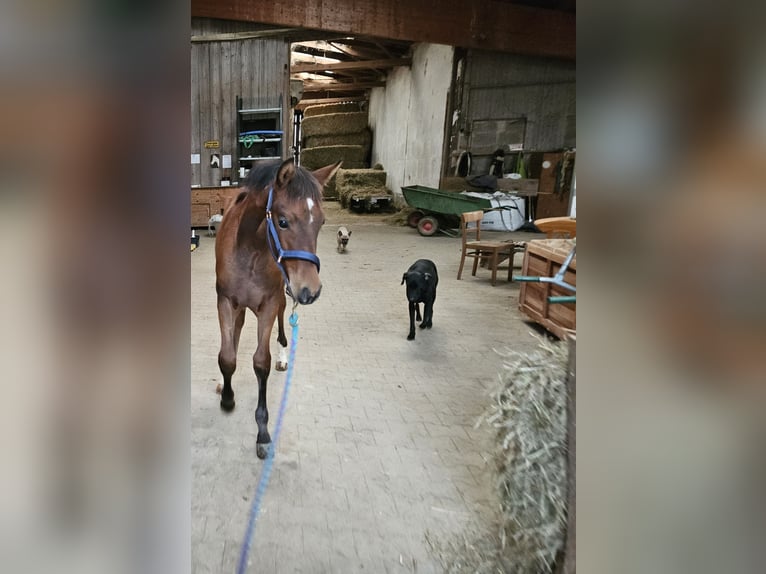 PRE Hingst Föl (05/2024) Brun in Neuffen