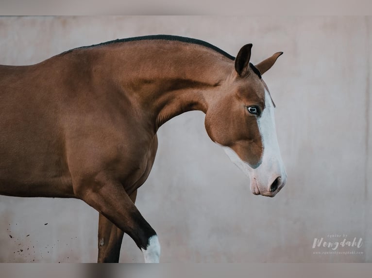 PRE Hingst Föl (01/2024) Brun in Archena