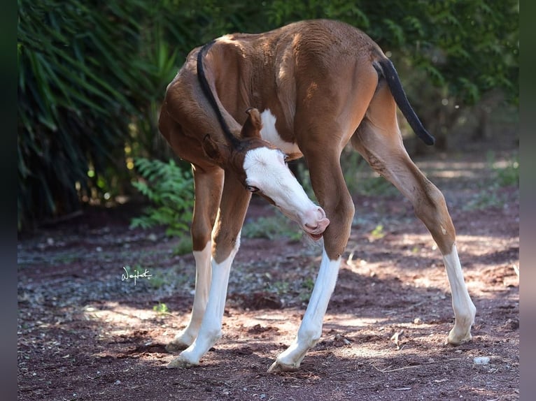 PRE Hingst Föl (01/2024) Brun in Archena