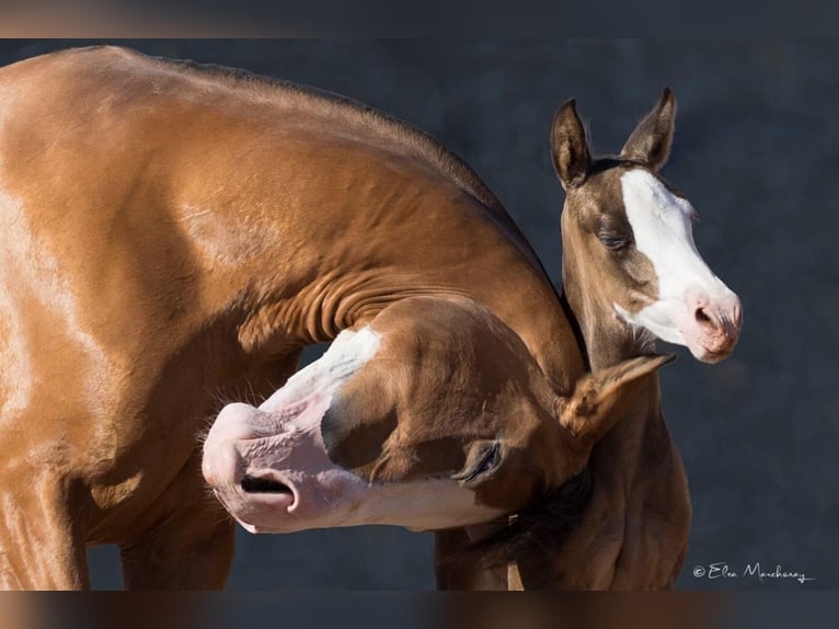 PRE Hingst Föl (01/2024) Brun in Archena