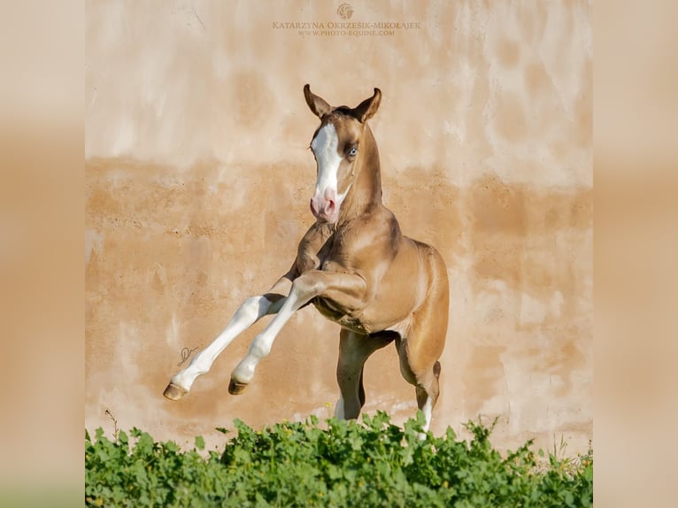 PRE Hingst Föl (01/2024) Brun in Archena