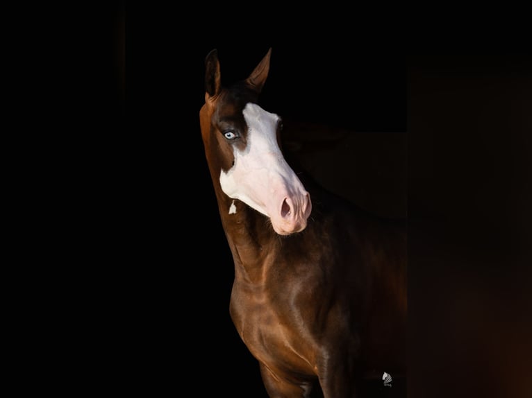 PRE Hingst Föl (01/2024) Brun in Archena