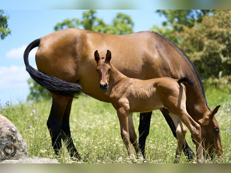 PRE Hingst Föl (05/2024) Fux med ål in Navalperal De Pinares