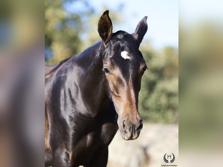 PRE Hingst Föl (04/2024) Mörkbrun in Navalperal De Pinares