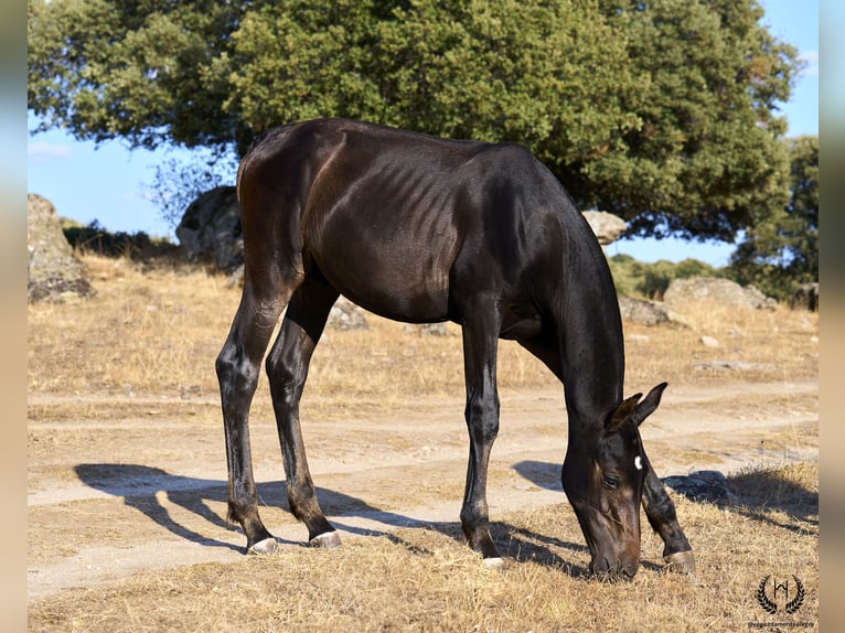 PRE Hingst Föl (04/2024) Mörkbrun in Navalperal De Pinares