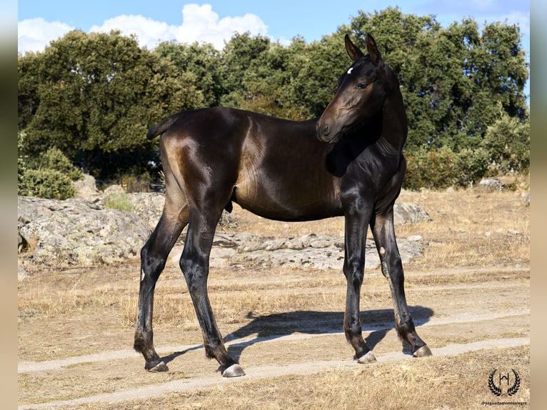 PRE Hingst Föl (04/2024) Mörkbrun in Navalperal De Pinares