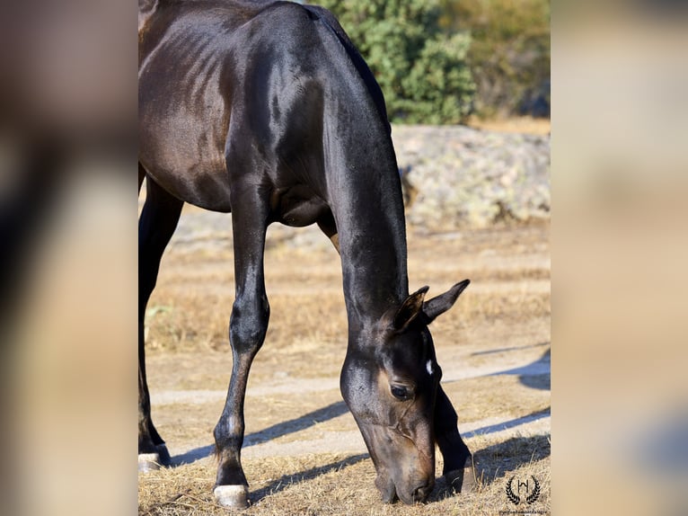 PRE Hingst Föl (04/2024) Mörkbrun in Navalperal De Pinares