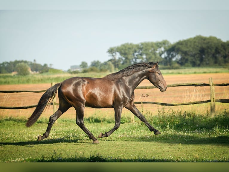 PRE Hingst Mörkbrun in Alveringem