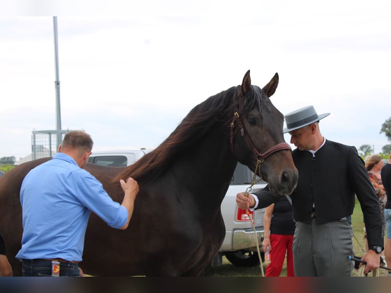 PRE Hingst Mörkbrun in Alveringem