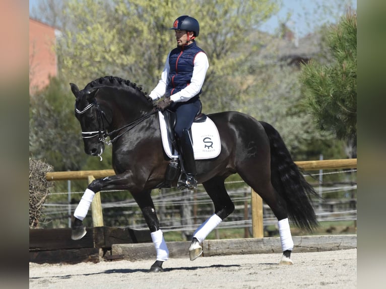 PRE Hingst Mörkbrun in Alveringem