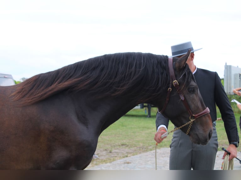 PRE Hingst Mörkbrun in Alveringem