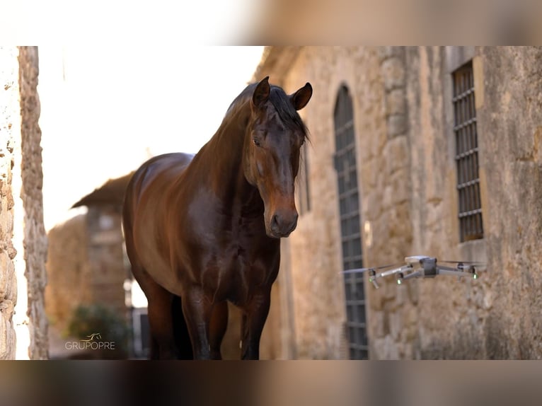 PRE Hingst Mörkbrun in Girona