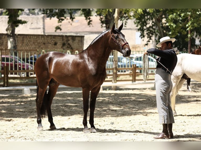 PRE Hingst Mörkbrun in Girona