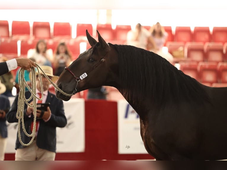 PRE Hingst Mörkbrun in Girona