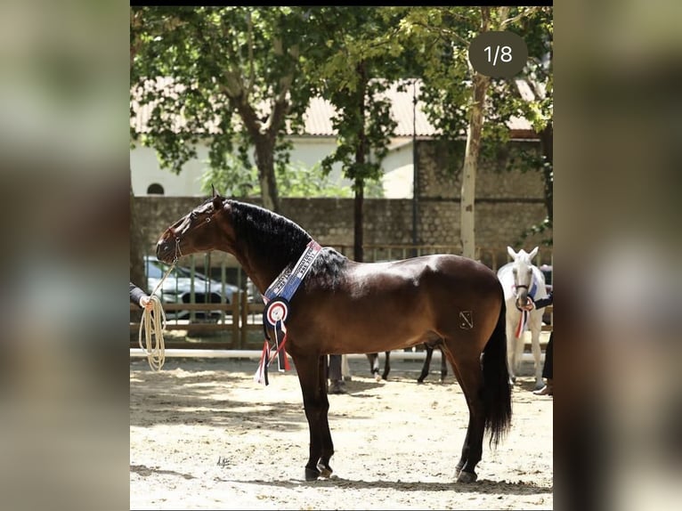 PRE Hingst Mörkbrun in Girona