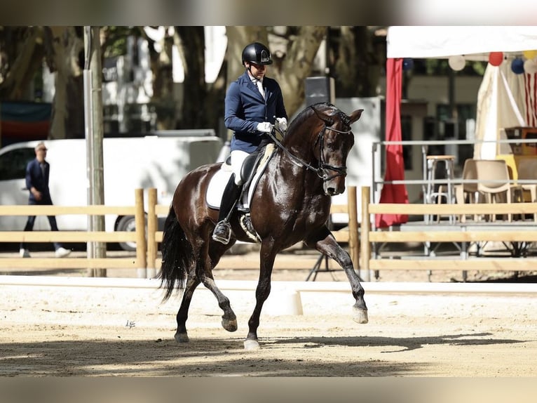 PRE Hingst Mörkbrun in Girona